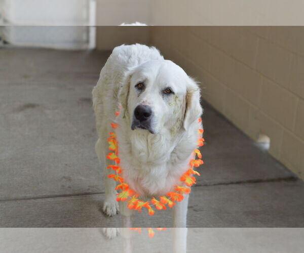 Medium Photo #2 Great Pyrenees-Unknown Mix Puppy For Sale in McKinney, TX, USA