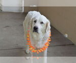 Small #1 Great Pyrenees Mix