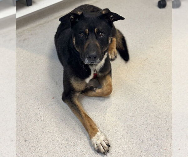 Medium Photo #4 Rottweiler-Unknown Mix Puppy For Sale in Rohnert Park, CA, USA