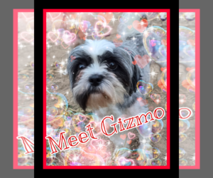 Shih Tzu Dogs for adoption in Pipe Creek, TX, USA