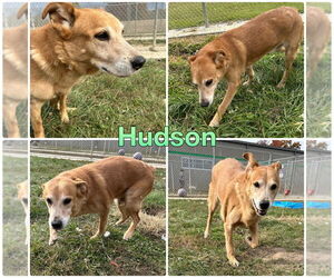 Golden Shepherd Dogs for adoption in Pierceton , IN, USA
