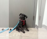 Small #4 Labrador Retriever Mix