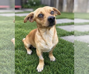 Chiweenie Dogs for adoption in Corona, CA, USA