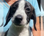 Small Beagle Mix