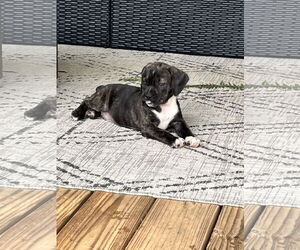 American Pit Bull Terrier-Basset Hound Mix Dogs for adoption in Kannapolis, NC, USA
