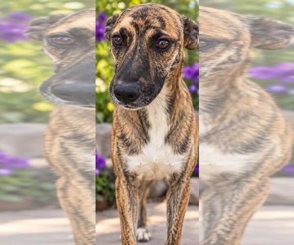 Medium Photo #2 Holland Shepherd-Unknown Mix Puppy For Sale in Minneapolis, MN, USA