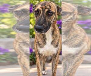 Brooklyn Grace - Female Holland Shepherd-Unknown Mix Dog for Adoption - Photo #2