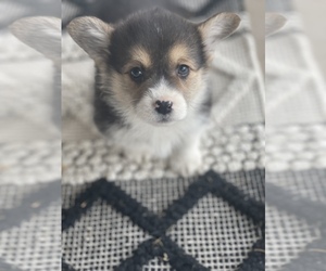 Pembroke Welsh Corgi Puppy for sale in CENTRALIA, IL, USA