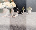 Small Photo #23 Boston Terrier Puppy For Sale in GOSHEN, IN, USA