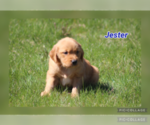 Puppy Jester Golden Retriever