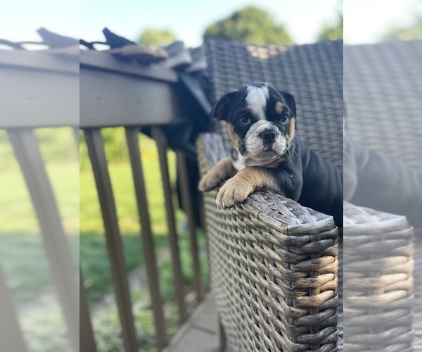 Medium Photo #9 Bulldog Puppy For Sale in WATERVILLE, OH, USA