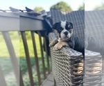 Small Photo #9 Bulldog Puppy For Sale in WATERVILLE, OH, USA