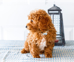 Small Photo #8 Poodle (Toy) Puppy For Sale in WAKARUSA, IN, USA