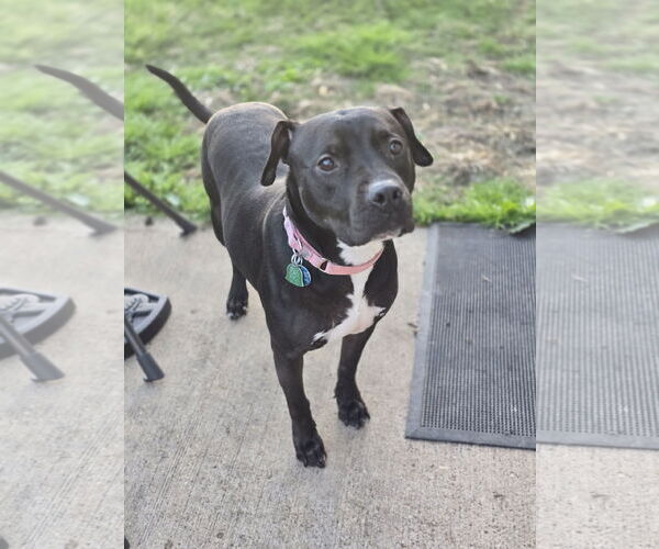 Medium Photo #11 American Staffordshire Terrier-Unknown Mix Puppy For Sale in Rosenberg, TX, USA