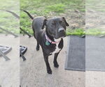 Small #10 American Staffordshire Terrier Mix