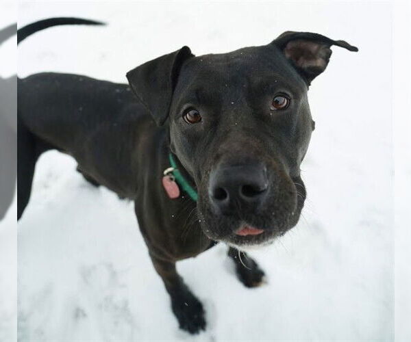 Medium Photo #2 Mutt Puppy For Sale in Springfield, MA, USA