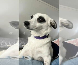 Mutt Dogs for adoption in San Diego, CA, USA