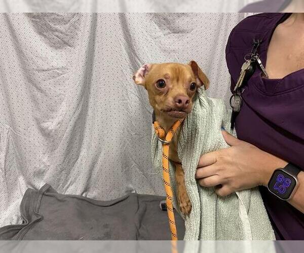 Medium Photo #1 Chihuahua Puppy For Sale in Modesto, CA, USA