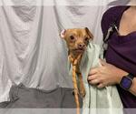 Small Chihuahua