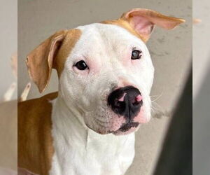American Pit Bull Terrier-Unknown Mix Dogs for adoption in Jefferson, WI, USA