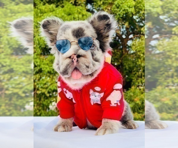 Medium Photo #5 French Bulldog Puppy For Sale in CLIVE, IA, USA