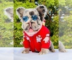 Small Photo #5 French Bulldog Puppy For Sale in CLIVE, IA, USA