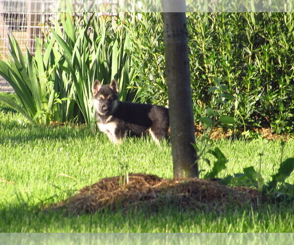 Medium Photo #12 Gerberian Shepsky Puppy For Sale in OWEN, WI, USA