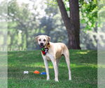 Small #2 Labrador Retriever Mix