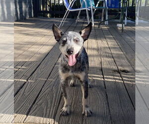 Mutt Dogs for adoption in Garden City, NY, USA