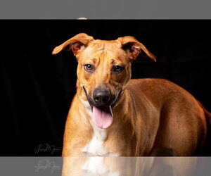 Black Mouth Cur-Unknown Mix Dogs for adoption in Pryor, OK, USA
