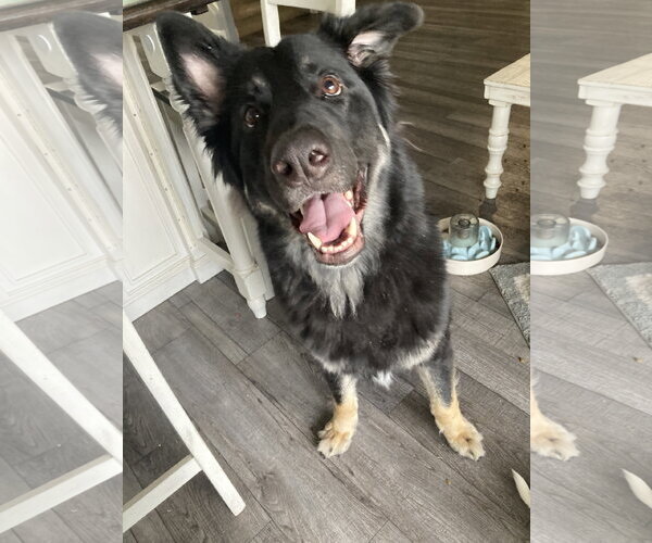 Medium Photo #4 German Shepherd Dog-Unknown Mix Puppy For Sale in Chandler, AZ, USA