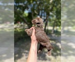 Small Photo #3 Labradoodle Puppy For Sale in GEORGETOWN, SC, USA