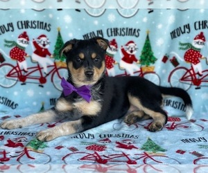 Texas Heeler Puppy for sale in LANCASTER, PA, USA