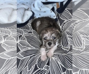 Shih-Poo Puppy for sale in SPRINGFIELD, MA, USA