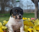 Puppy Macallister Jack Russell Terrier