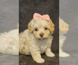 Maltipoo-Poodle (Toy) Mix Puppy for sale in PALM COAST, FL, USA