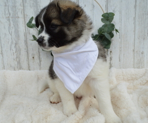 American Eskimo Dog-German Shepherd Dog Mix Puppy for sale in HONEY BROOK, PA, USA