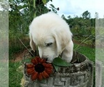 Small Photo #7 English Cream Golden Retriever Puppy For Sale in PROSPECT, VA, USA
