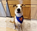 Small #5 Australian Shepherd Mix