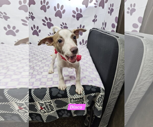 Medium Photo #1 Rat Terrier-Unknown Mix Puppy For Sale in Metairie, LA, USA
