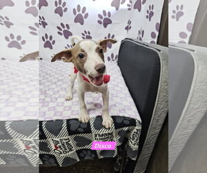Rat Terrier-Unknown Mix Dogs for adoption in Metairie, LA, USA