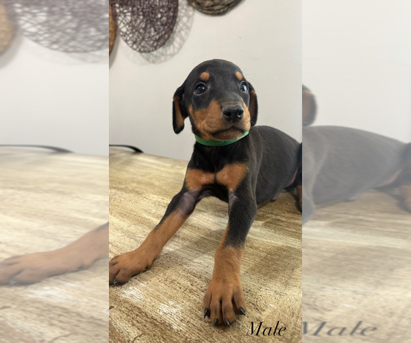 Medium Photo #7 Doberman Pinscher Puppy For Sale in MERCED, CA, USA