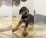 Small #6 Doberman Pinscher