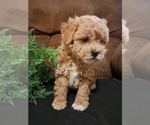Poodle (Miniature)-ShihPoo Mix Puppy for sale in CANON CITY, CO, USA