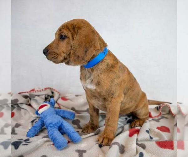 Medium Photo #6 Beabull Puppy For Sale in Kennesaw, GA, USA