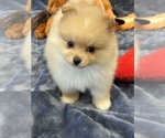 Small Photo #11 Pomeranian Puppy For Sale in SILEX, MO, USA