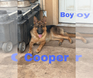 German Shepherd Dog Puppy for Sale in WEBBERVILLE, Texas USA