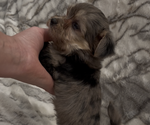 Small #7 Yorkshire Terrier