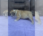 Small Photo #4 Bulldog Puppy For Sale in GOSHEN, IN, USA