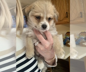 Morkie Puppy for sale in AIKEN, SC, USA